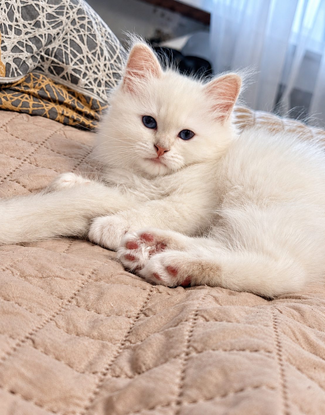 Котёнок Сахара