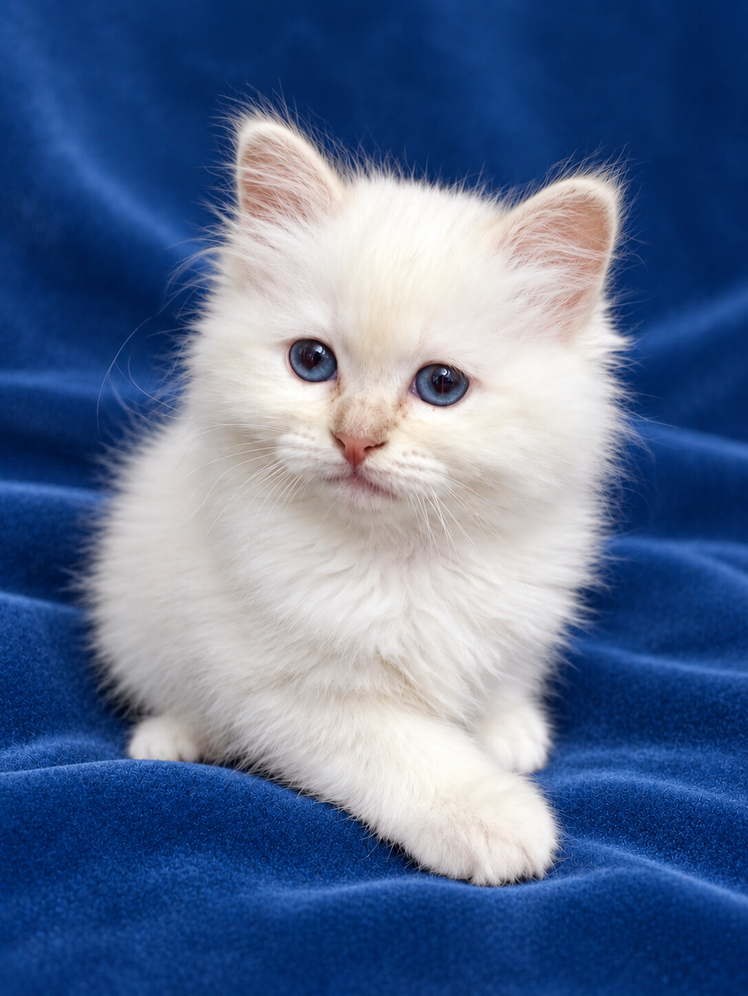 Сахара, котёнок помёта&nbsp;S