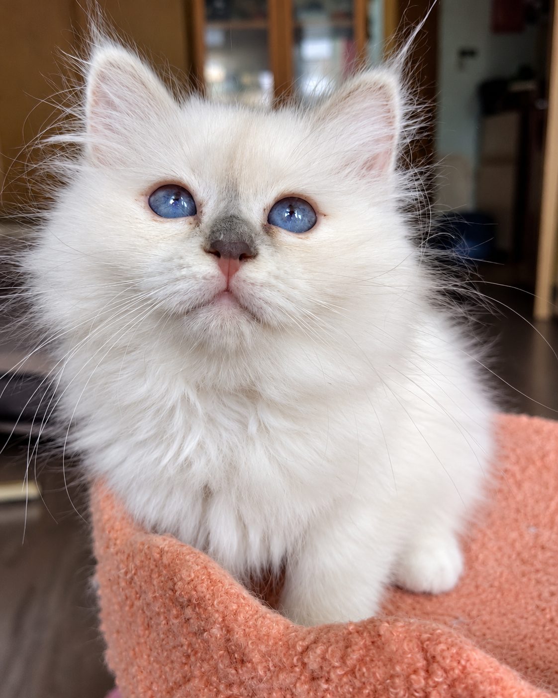 Котёнок Сакура